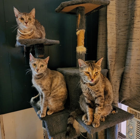 Save the kittens! - Picture 5 of 9